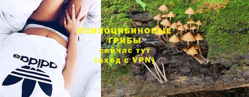 Псилоцибиновые грибы Magic Shrooms  Анапа 